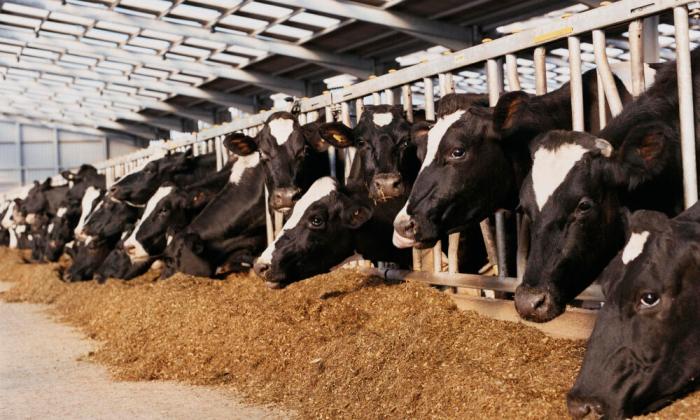 Livestock feed and nutrition
