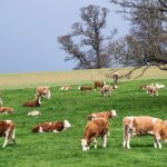 Livestock farming in the US
