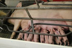 How to raise pigs on a farm